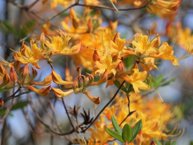 orange flowers of the flame azalea