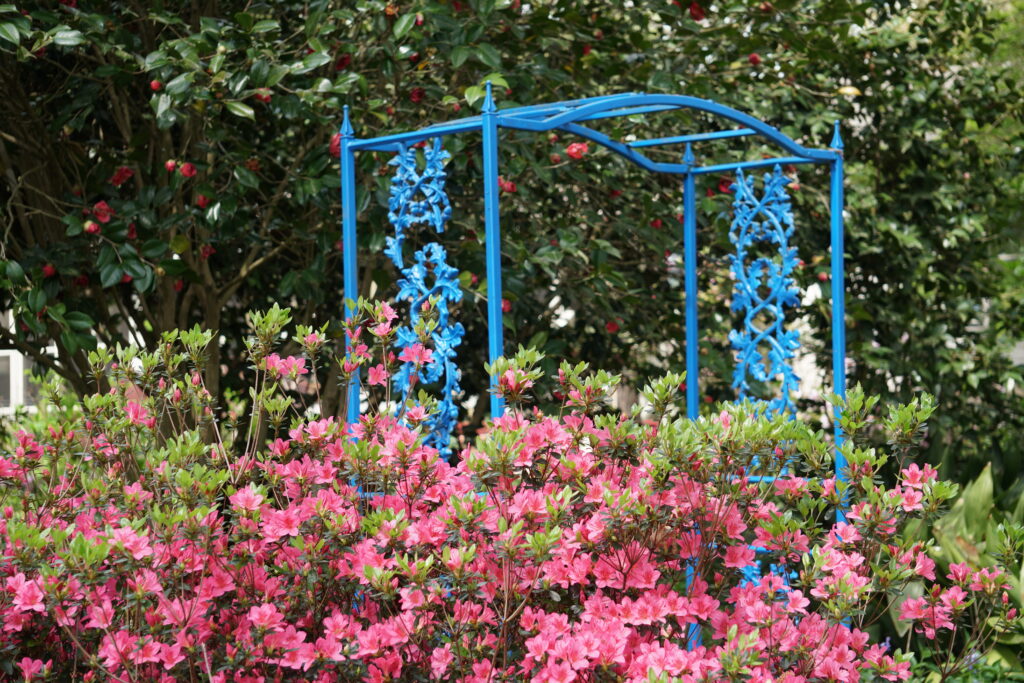 Tradition Azaleas and Blue Arbor