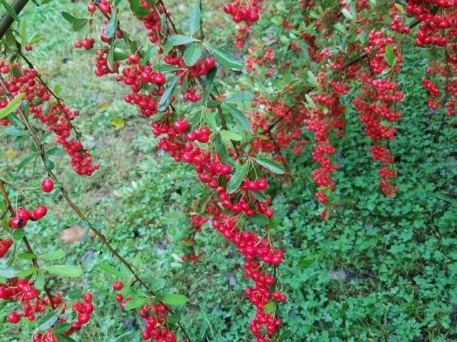 Red berries of the Firethorn plant
