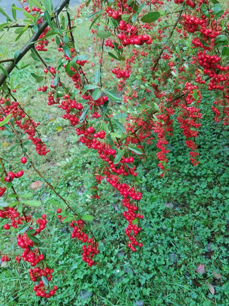 Red berries of the Firethorn plant