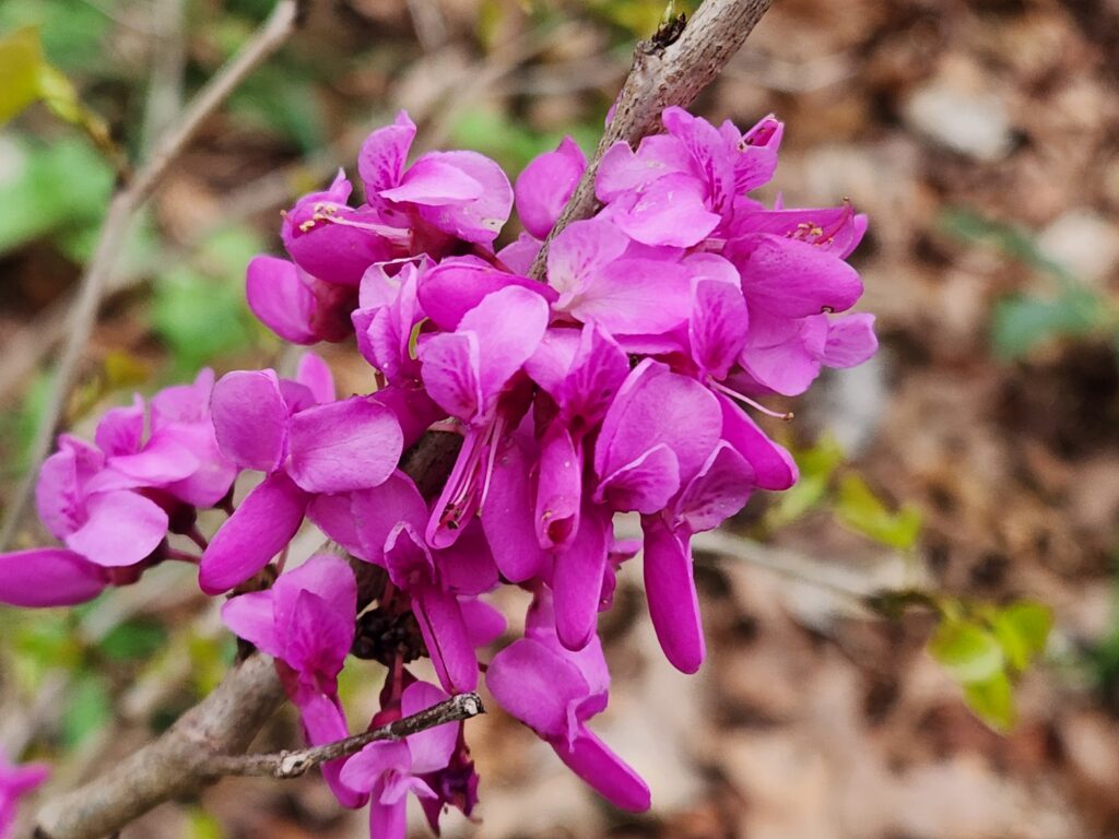 pink flowers of the Redbud tree