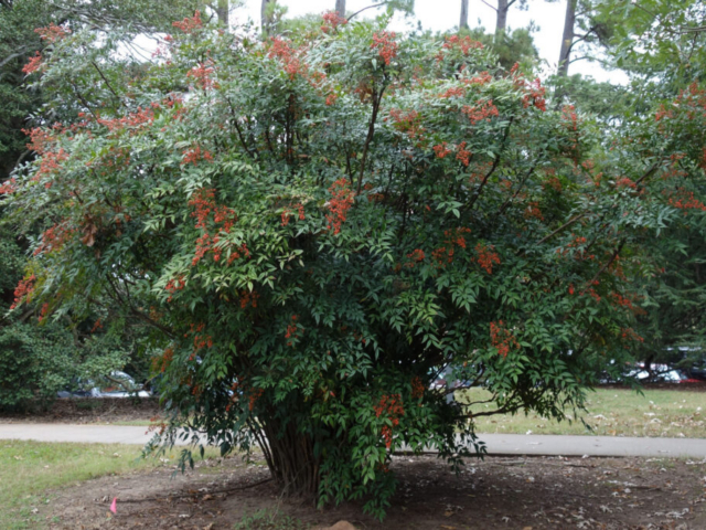 overgrown Nandina with green leaves and red berries
