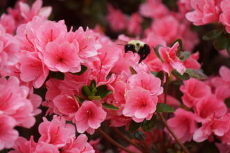 Pink azalea flowers with a bumble bee