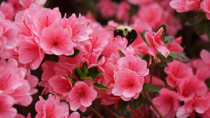 Pink azalea flowers with a bumble bee