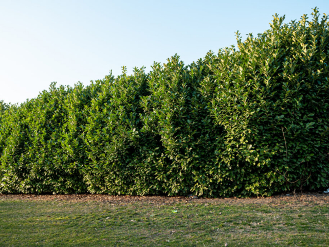 Carolina Cherry Cherry laurel hedge