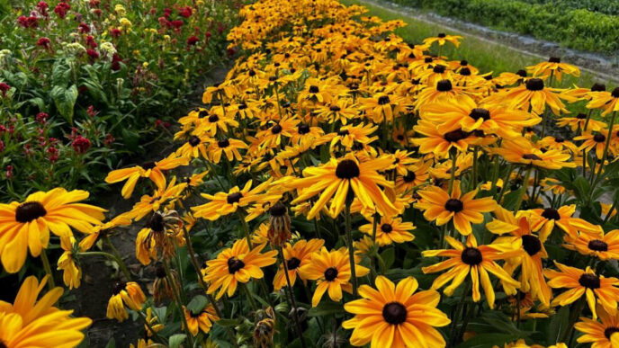 Cut flowers are flower heads, buds and sometimes stems, foliage or twigs that have been cut from parent plants for decorative use, such as in vases, bouquets or wreaths. (Photo credit: Clemson HGIC)
