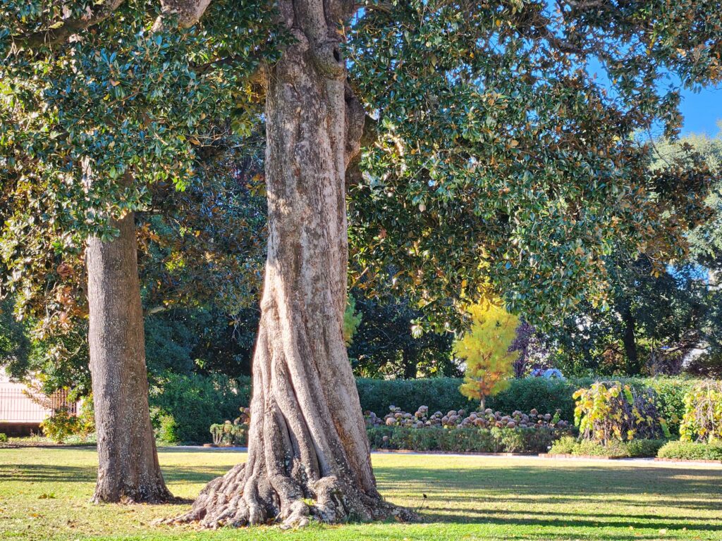 Southern magnolia Tree