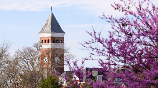 A purple flowering tree in front of Tillman Hall.