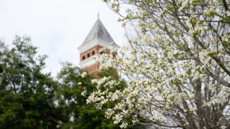 Flowers in front of Tillman Hall.