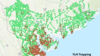 This image shows a map of the South Carolina Lowcountry with green dots representing Yellow-legged Hornet traps.