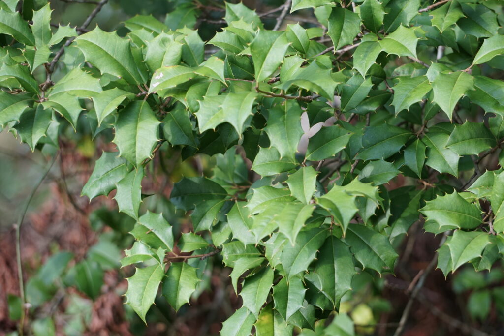 American Holly leaves