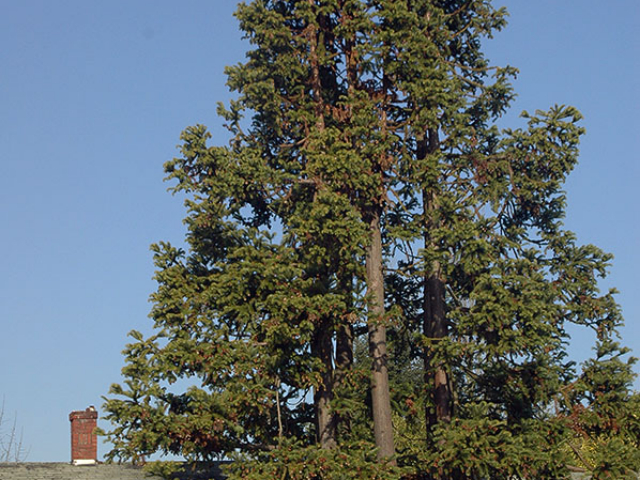 Tall Chinese Fir tree next to a house