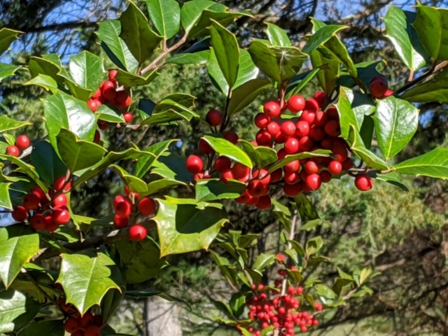 American Holly plant with red berries