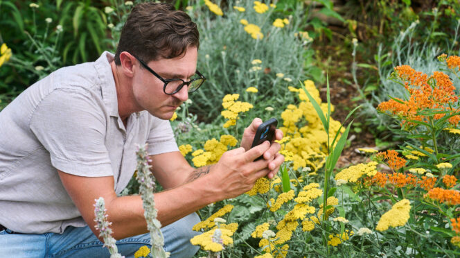 A man with dark hair and glasses kneels while he takes a photo of some flowers in a garden with his cell phone.