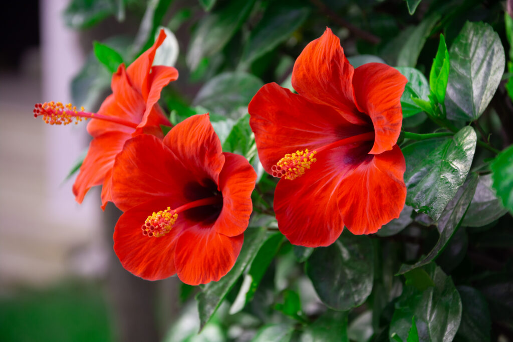 A red hibiscus flower against green leaves