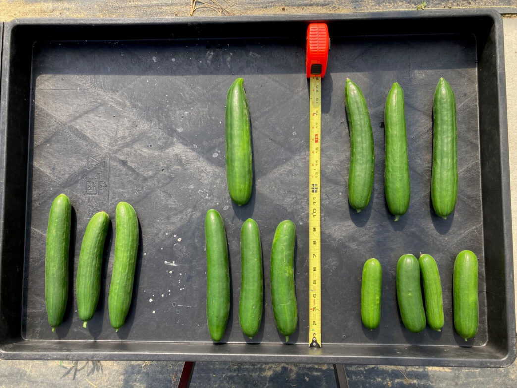 Cucumbers bred using CEA at the Clemson Coastal Research and Education Center.