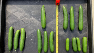 Cucumbers bred using CEA at the Clemson Coastal Research and Education Center.