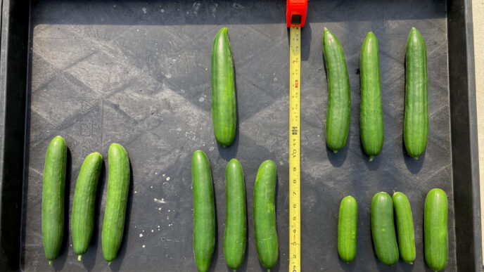 Cucumbers bred using CEA at the Clemson Coastal Research and Education Center.