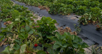 Fusarium wilt attacks South Carolina strawberry plants at their roots and crowns, cutting off the plant's ability to survive.
