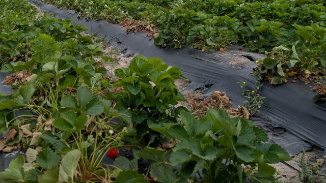 Fusarium wilt attacks South Carolina strawberry plants at their roots and crowns, cutting off the plants' ability to survive.
