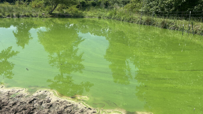 Harmful algal blooms are becoming more common in South Carolina. Often caused by cyanobacteria, sometimes called blue-green algae, these blooms thrive in warm, nutrient-rich water.
