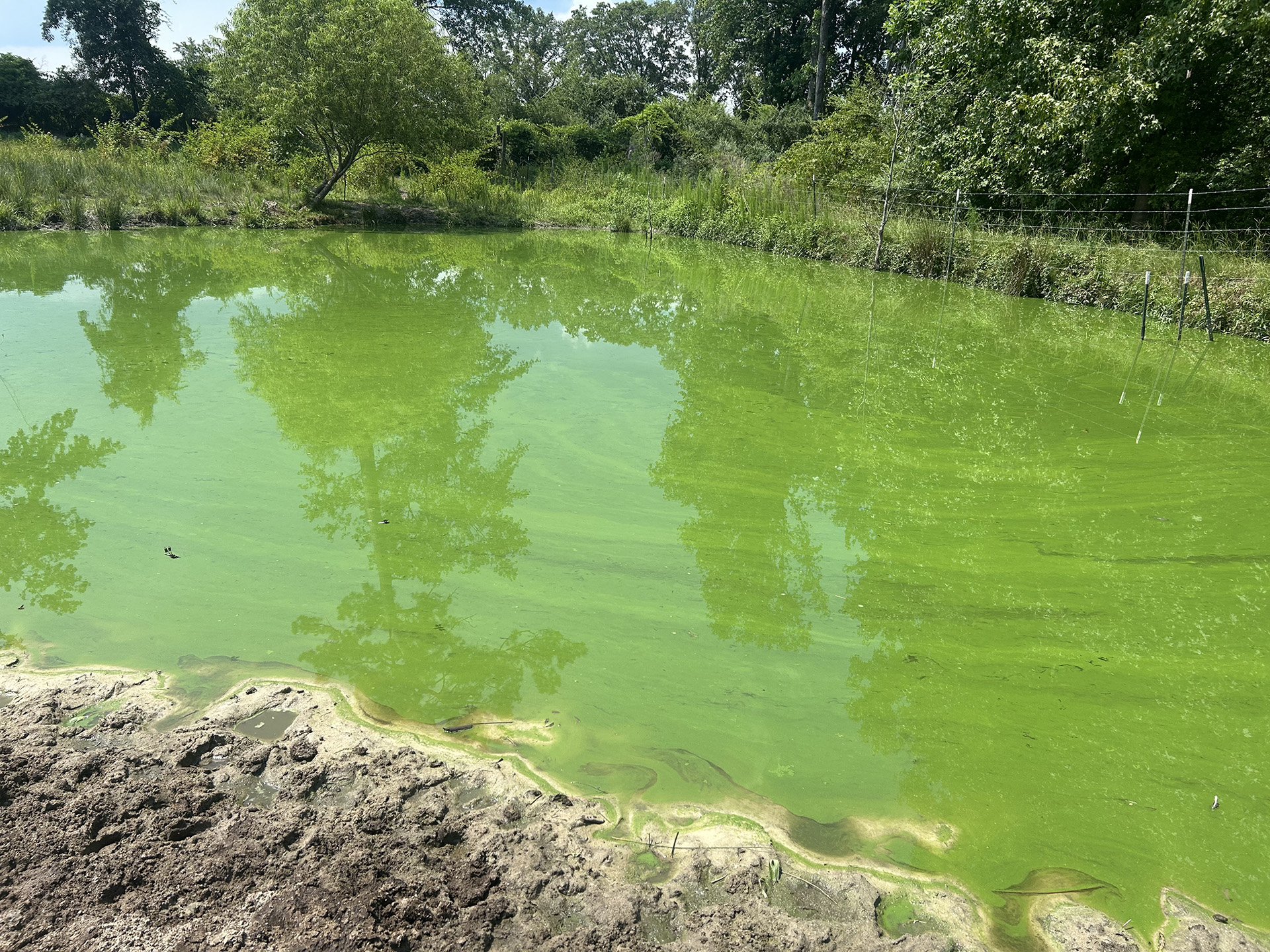 Harmful algal blooms are becoming more common in South Carolina. Often caused by cyanobacteria, sometimes called blue-green algae, these blooms thrive in warm, nutrient-rich water.