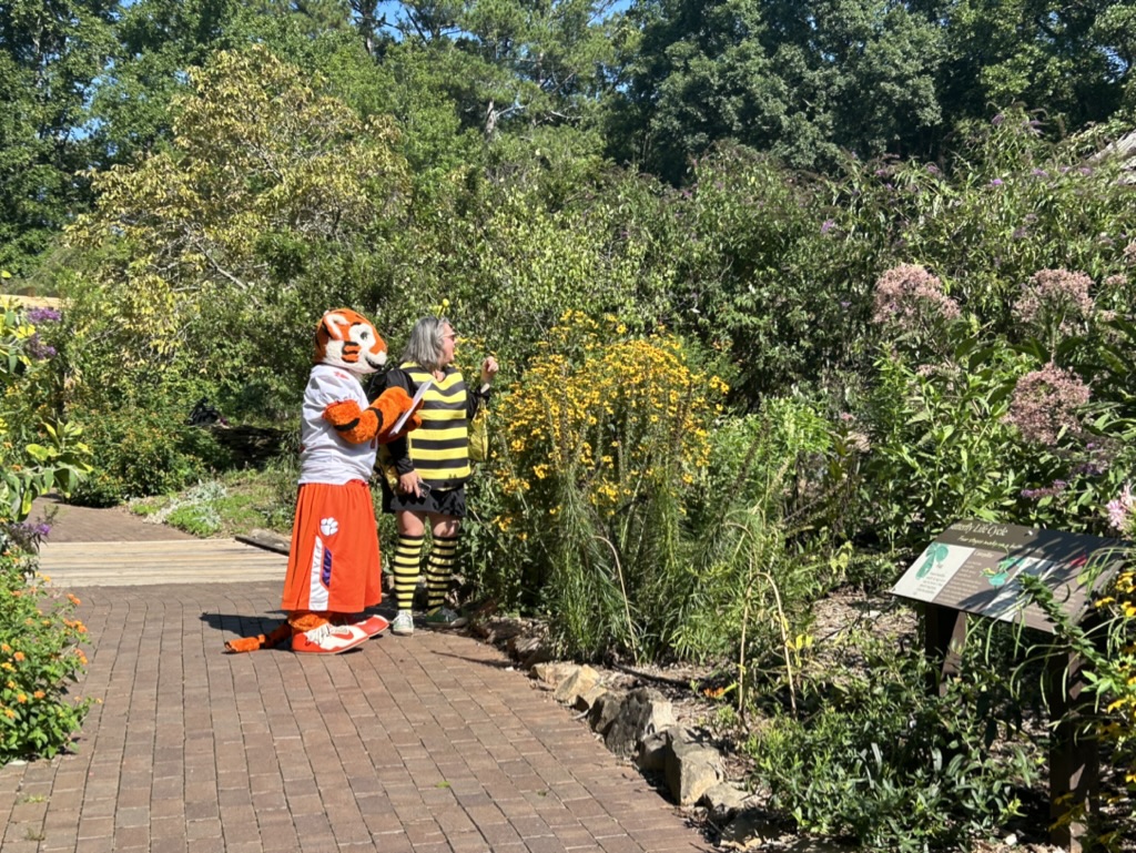 The Tiger and Patricia Whitener look for pollinators in the CAFLS demonstration garden.