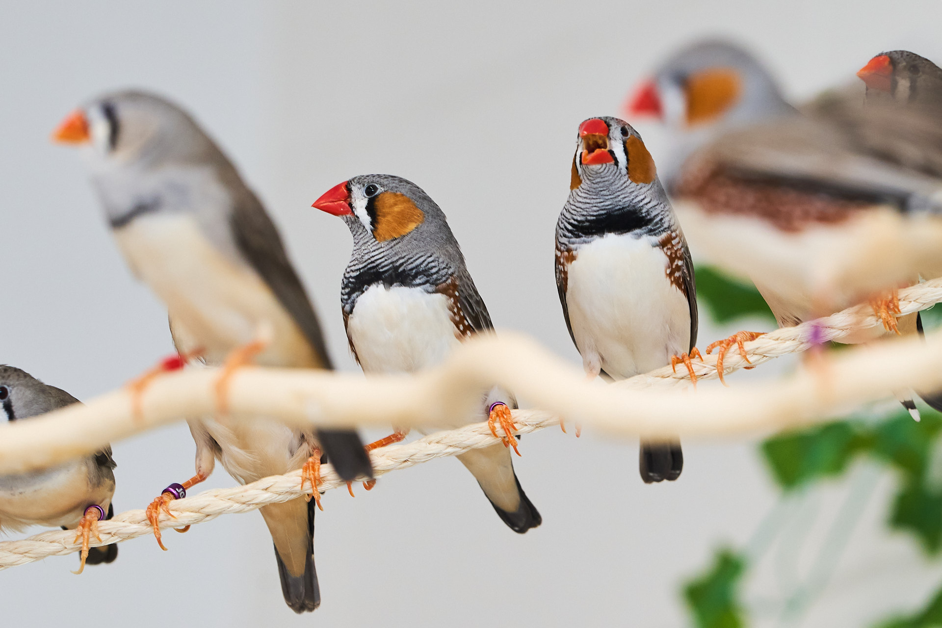 Some zebra finches sitting on a rope and a fake tree branch.