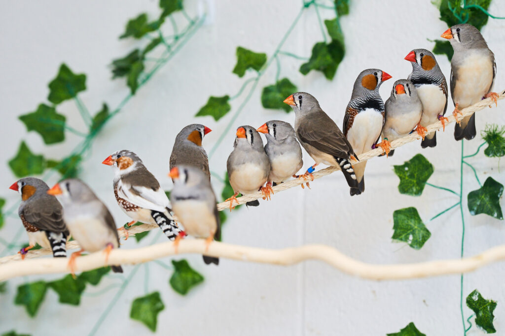 A dozen zebra finches perch on a rope and a stick in an aviary with green vines painted on the wall.