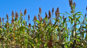 Field of sorghum