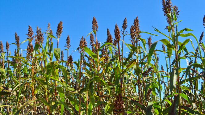 Field of sorghum