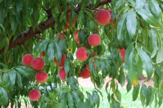 Most peach trees planted in South Carolina and Georgia are grafted onto Guardian® rootstock.
