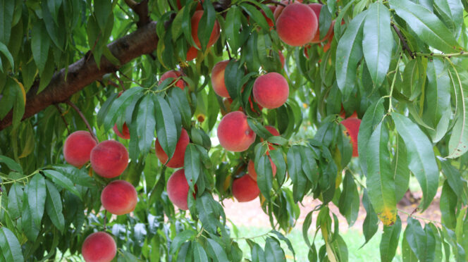 Most peach trees planted in South Carolina and Georgia are grafted onto Guardian® rootstock.