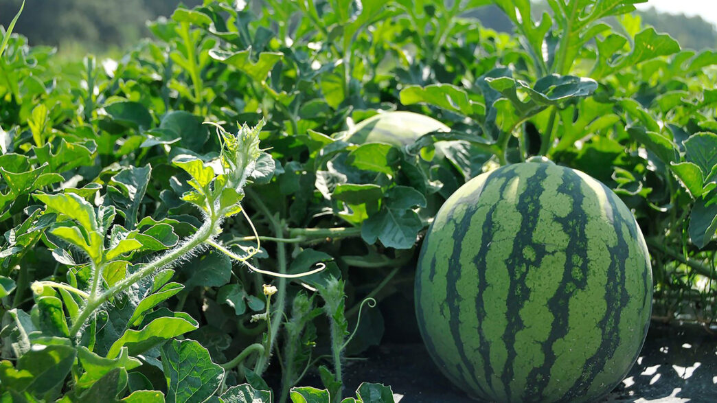 Fusarium wilt remains one of the most significant challenges facing watermelon growers. This disease is one of several topics that will be discussed during the Clemson University Watermelon Field Day on July 9 at the Edisto REC.