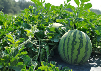 Fusarium wilt remains one of the most significant challenges facing watermelon growers. This disease is one of several topics that will be discussed during the Clemson University Watermelon Field Day on July 9 at the Edisto REC.