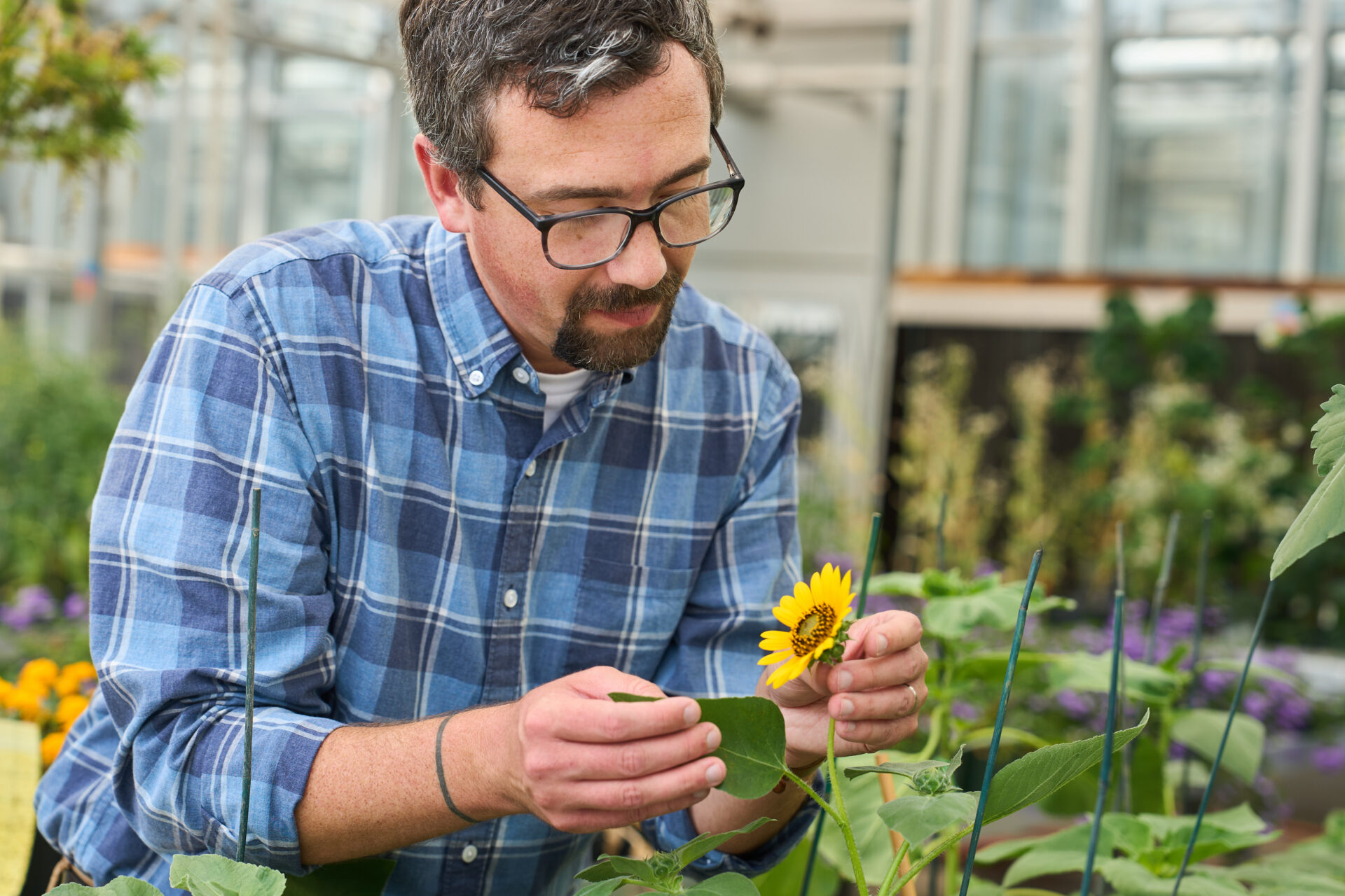 A man wearing a blue plaid shirt and black eyeglasses looks at a sunflower in a lab greenhouse.