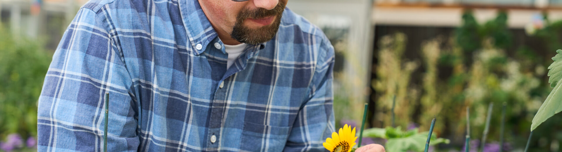 A man wearing a blue plaid shirt and black eyeglasses looks at a sunflower in a lab greenhouse.