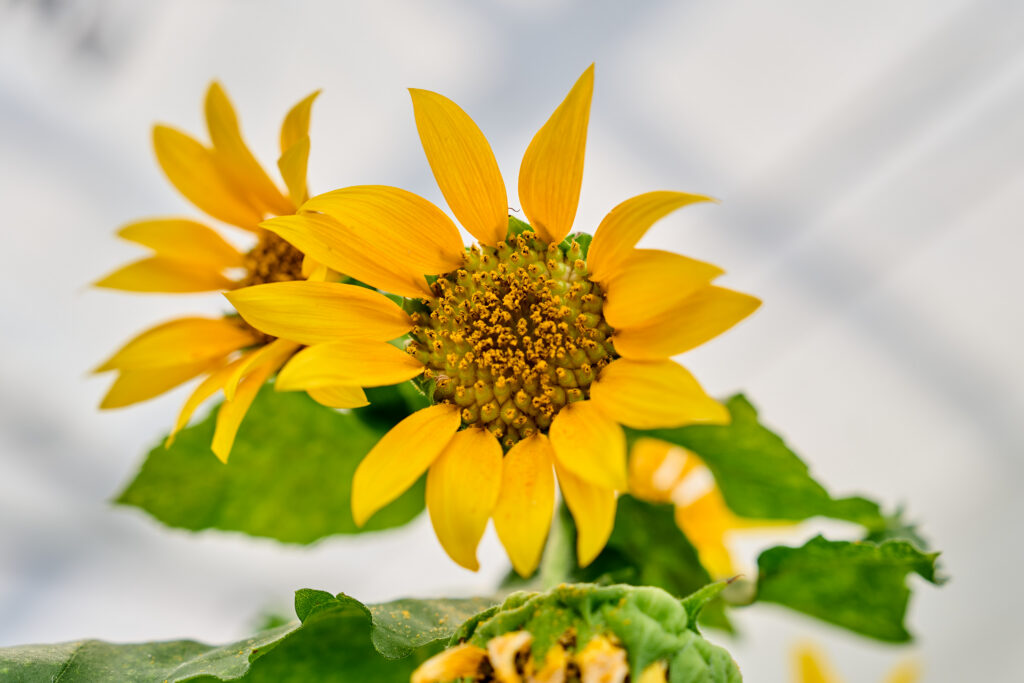 A group of sunflowers, which is the largest and most diverse family of plants.