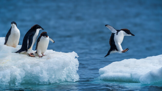 Adelie penguin jumping between two ice floes