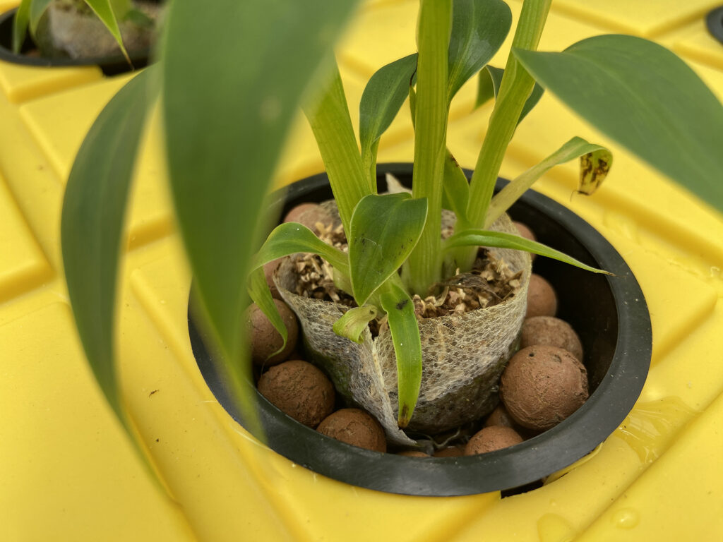 Suckers grow from a banana plant in a Clemson University greenhouse. Banana plant suckers are young, lateral shoots that emerge from the underground bulbs of mature parent banana plants. Each sucker is an exact genetic clone of the parent and can be replanted to grow a new plant.