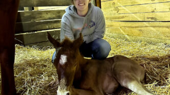 Erika Hwang's horse is born at the Clemson Equine Center.
