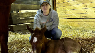 Erika Hwang's horse is born at the Clemson Equine Center.