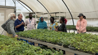 Clemson scientists Jeffrey Adelberg, Lance Beecher and Gaudy Mayela Ortiz Rivera talk with IITA scientist and Africa food prize laureate Mercy Diebiru-Ojo about the award-winning hydroponic system she developed for growing cassavas. Clemson is collaborating with IITA to develop hydroponic systems and other technologies to benefit growers in both the U.S. and Africa.