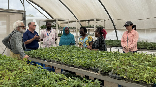 Clemson scientists Jeffrey Adelberg, Lance Beecher and Gaudy Mayela Ortiz Rivera talk with IITA scientist and Africa food prize laureate Mercy Diebiru-Ojo about the award-winning hydroponic system she developed for growing cassavas. Clemson is collaborating with IITA to develop hydroponic systems and other technologies to benefit growers in both the U.S. and Africa.