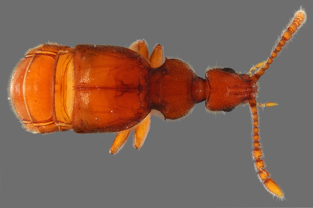 Jubus ataorupagui