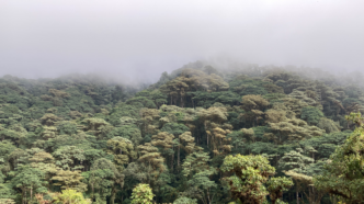 Otanga Cloud Forest, Ecuador