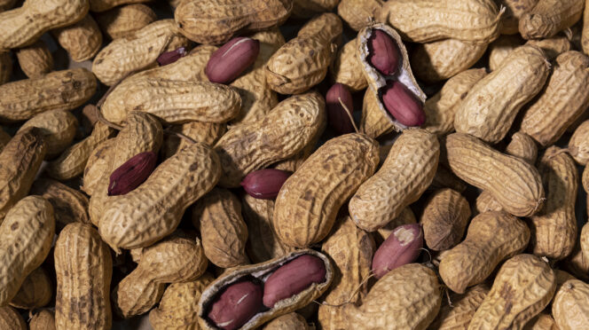 Clemson scientists have identified naturally occurring peanut lines with lower levels of the proteins responsible for most allergic reactions.