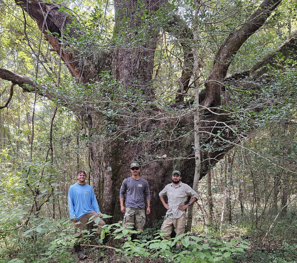 Clemson scientists collect historical data from trees on Hobcaw Barony to help communities prepare for a future shaped by sea-level rise, flooding, saltwater intrusion and development.