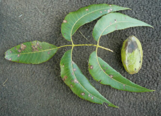 Pecan leaf and nut are infected with the fungus Cladosporium caryigenum, which causes pecan scab.