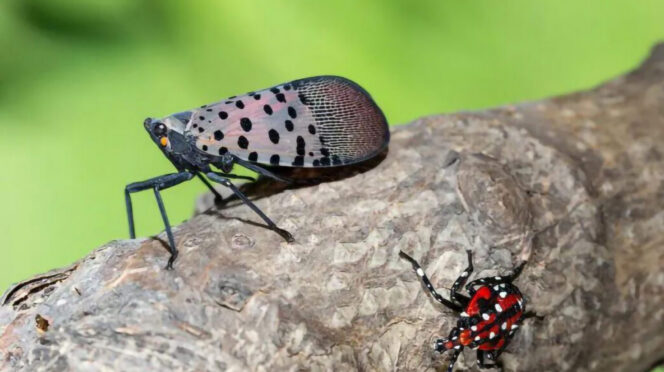 Clemson scientist Zee Ahmed is working with scientists at NC State University to evaluate low-cost lampshade traps for monitoring the spotted lanternfly in North Carolina and South Carolina.